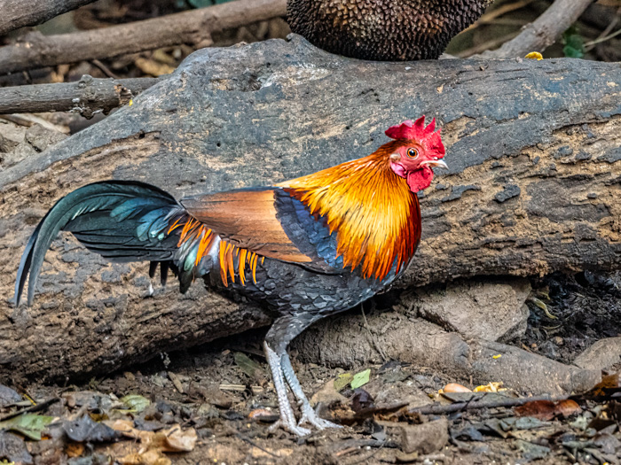 Jungle Rooster