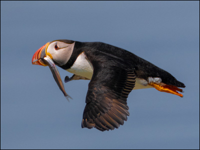 Puffin