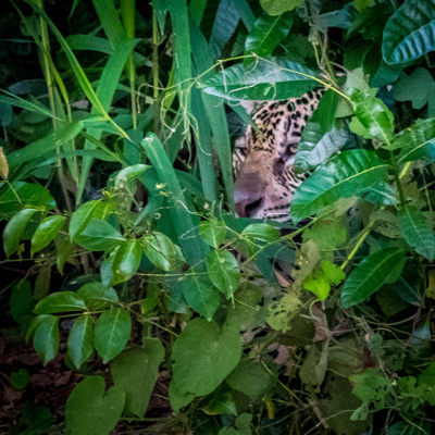 Secrets of the Pantanal (2014)