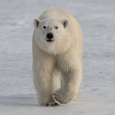Svalbard (2015)