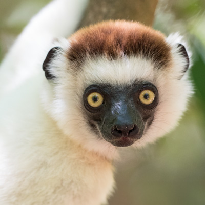 Wildlife of Madagascar (2016)