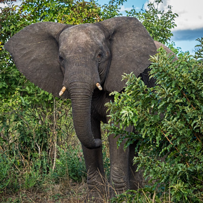 Botswana, Namibia and Zambia (2017)