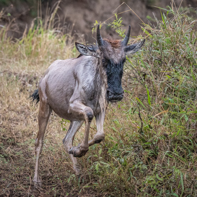 Wildebeest Migration - Maasai Mara (2018)