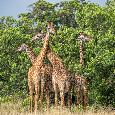 Kenya Wildlife (2018)
