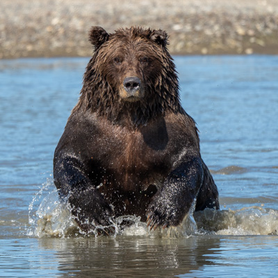 Brown Bears (2019)