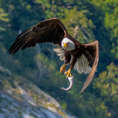 Bald Eagles BC (2026)