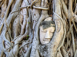Buddha Kopf im Bayan Baum - Ayutthaya 