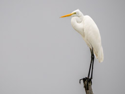 Great egret 