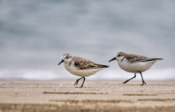 White-fronted plovers