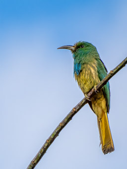 Blue-bearded bee-eater