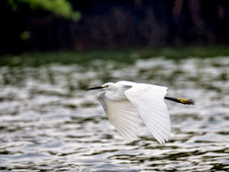 Great egret 