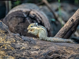  Swinhoe's striped squirrel 