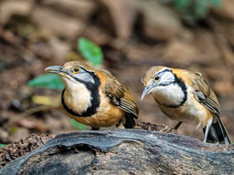 Greater-necklaced laughingthrush 