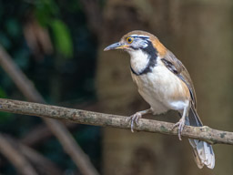 Greater-necklaced laughingthrush 