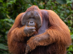 Orangutan
