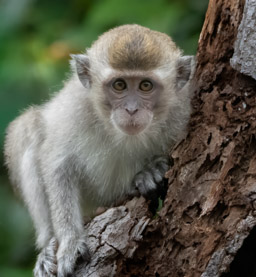 Long-tailed Macaque (Macaca fascicularis)
