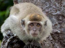 Long-tailed Macaque (Macaca fascicularis)