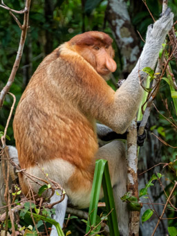 Proboscis monkey (Nasalis larvatus)