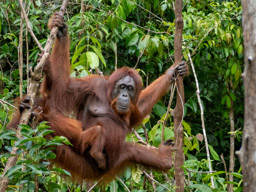 Orangutan
