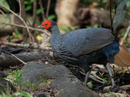 Bornean crestless fireback (Lophura pyronota)