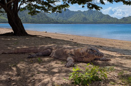 Komodo Dragon
