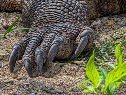 Komodo Dragon