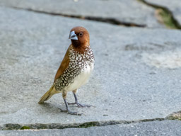 Scaly-breasted munia or spotted munia (Lonchura punctulata)