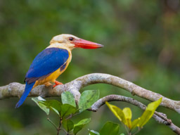 Stork-billed kingfisher (Pelargopsis capensis)