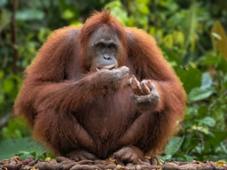 Orangutan