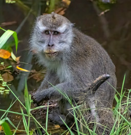 Long-tailed Macaque (Macaca fascicularis)