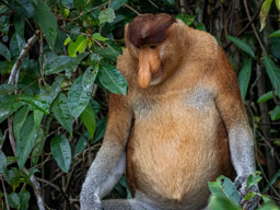 Proboscis monkey (Nasalis larvatus)