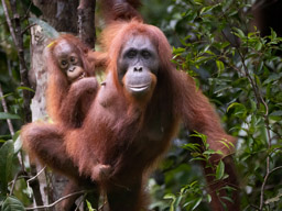 Orangutan