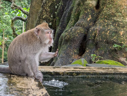 Long-tailed Macaque (Macaca fascicularis) - Monkey forest