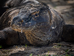Komodo Dragon