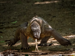 Komodo Dragon