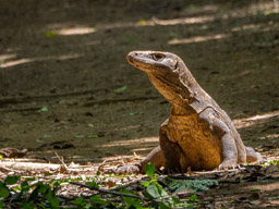 Komodo Dragon