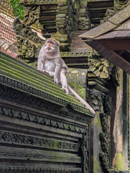 Long-tailed Macaque (Macaca fascicularis) - Monkey forest