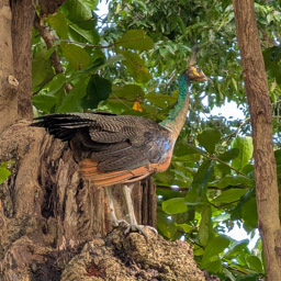 Peafowl