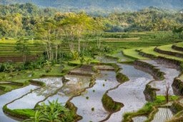 Rice Terraces - Central Java