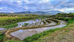 Rice Terraces - Central Java