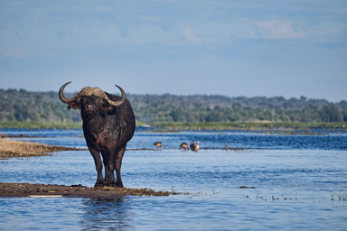 African Buffalo, Chobe River