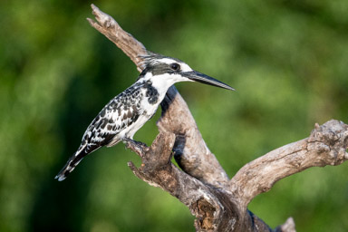 Pied Kingfisher, Chobe National Park