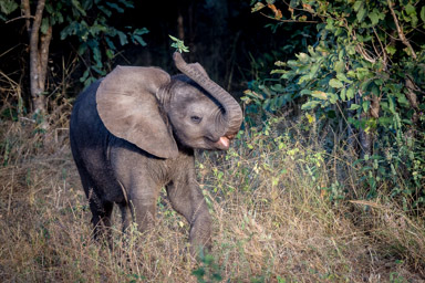 Baby Elephant, Chobe National Park