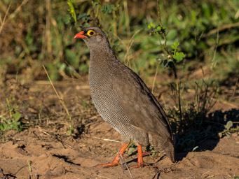 Red-billed Spurfowl, Chobe National Park