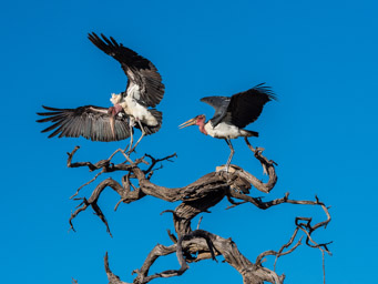 Marabou Stork, Chobe National Park