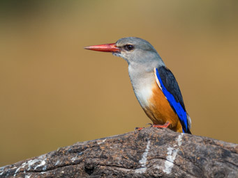 Grey-headed Kingfisher, Chobe National Park