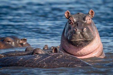 Hippopotamus, Chobe River