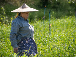 Woman tending field of vegetables.