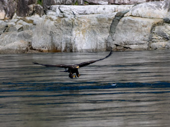 Juvenile Bald Eagle