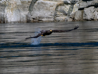Juvenile Bald Eagle